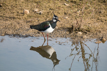 Lapwing