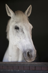 portrait of a horse