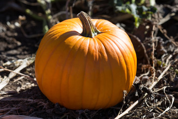 Pumpkin in a Pumpkin Patch