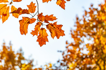Naklejka na ściany i meble beautiful yellow autumn oak leaves on a tree