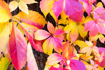 Autumn leaves background. Macro shot of ivy leaves turning red and orange