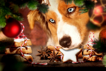 Dog, Australian Shepherd stealing Christmas cookies - obrazy, fototapety, plakaty