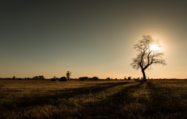 A lonely tree standing in the field covered with faded grass backlit with the setting autumn sun.