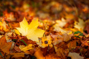 Naklejka na ściany i meble Beautiful yellow maple leaf of the other autumnal leaves