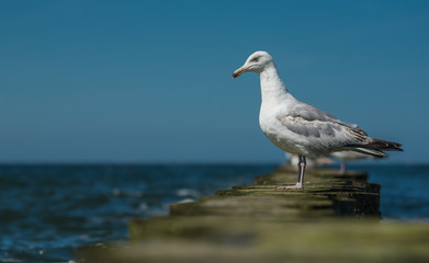 A seagull standing on a mossy breakwater near the shore of the Baltic Sea.