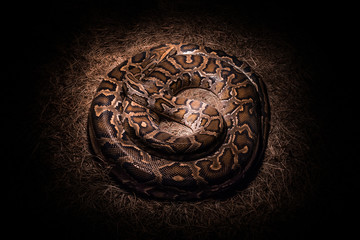 Boa constrictor warming itself under a lamp on velour grasses.