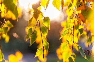 Beautiful autumn trees with yellow leaves. Selective focus