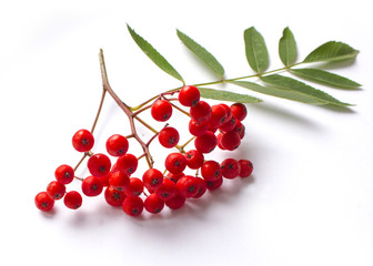 aurumn rowan branch and berries. Ripe red rowan isolated on white background