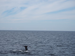 Fototapeta premium Fluke eines Buckelwals auf dem offenem Meer