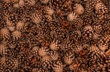 Flat layout view of fallen pine cones huddled together on the ground.