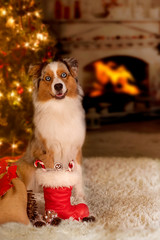 Dog; Australian Shepherd sitting in front of the Christmas tree with gifts - 227902246