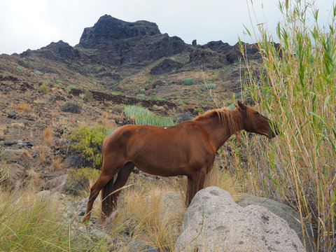 Gran Canaria - Pferd im Gebirge