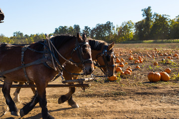 Horses Pulling a Wagon at the Pumpkin Patch
