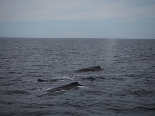 Fototapeta premium Drei parallel schwimmende Buckelwale 