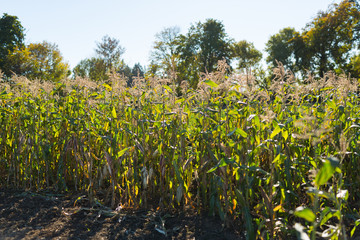 Corn Stalks on a Sunny Day in Fall