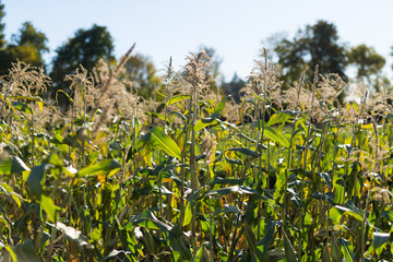 Corn Stalks on a Sunny Day in Fall