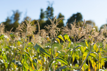 Corn Stalks on a Sunny Day in Fall