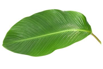 Obraz premium Tropical leaves green on white background.