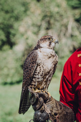 Peregrine Falcon sits on a hand in a special leather glove against a background of green foliage, looks into the camera. A bird of prey for Russian falconry.