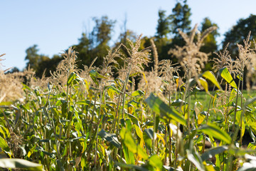 Corn Stalks on a Sunny Day in Fall