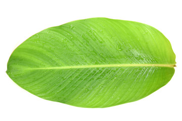 Tropical leaves green on white background.