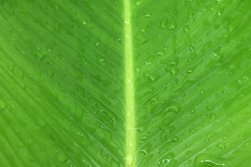 Tropical leaves green on white background.