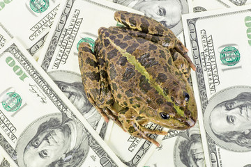 frog on the money