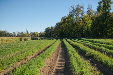 Fototapeta na wymiar Rows of Green Potato Plants