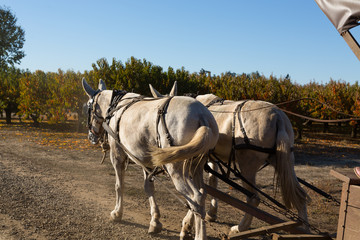 Horses Pulling a Wagon at the Pumpkin Patch