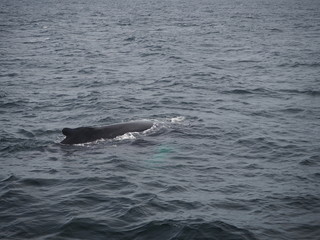 Obraz premium Wal an der Wasseroberfläche zum Luft holen
