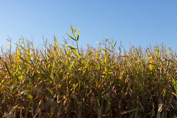 Corn Stalks on a Sunny Day in Fall