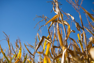 Corn Stalks on a Sunny Day in Fall