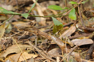 ヘビみたいな枝