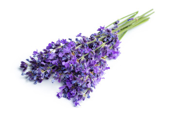 Lavender flowers on white background