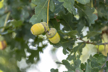 Eicheln hängen an einem Zweig