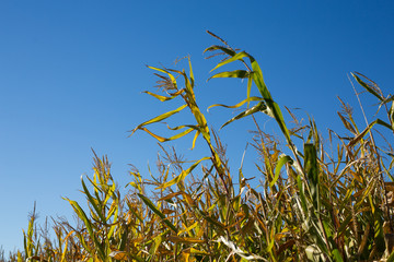 Corn Stalks on a Sunny Day in Fall