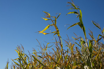Corn Stalks on a Sunny Day in Fall