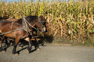 Horses Pulling a Wagon at the Pumpkin Patch