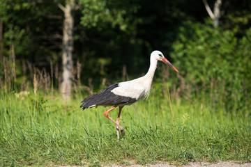 White stork, Ciconia ciconia on green grass background