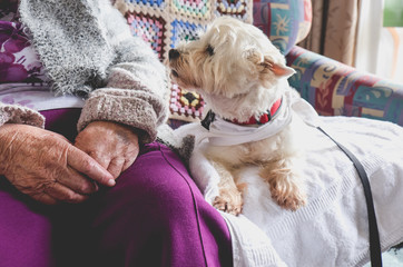 Obraz na płótnie Canvas Therapy pet dog on couch next to elderly person in retirement rest home for seniors