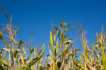 Corn Stalks on a Sunny Day in Fall