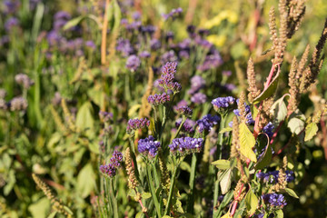 Purple Wild Flowers in a Field
