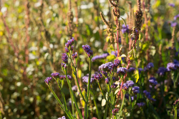 Purple Wild Flowers in a Field