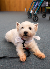 Therapy pet dog in a retirement care home for seniors with rollator in background
