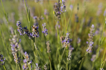Lavender in a Field on a Sunny Day