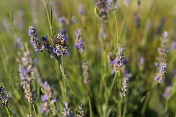 Lavender in a Field on a Sunny Day