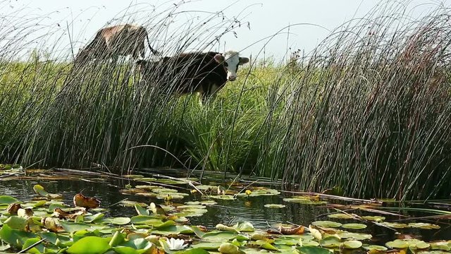 Landscape with cows from Danube Delta area, Romania.