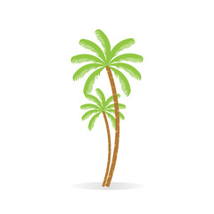 Obraz premium Coconut tree. Palm with bunch of coconut fruit. Isolated. White background.