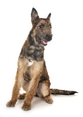 puppy belgian shepherd laekenois