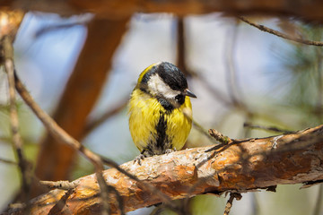 Great tit on a branch in spring/summer forest. bird blue titmouse sitting in the garden among the colorful branches.